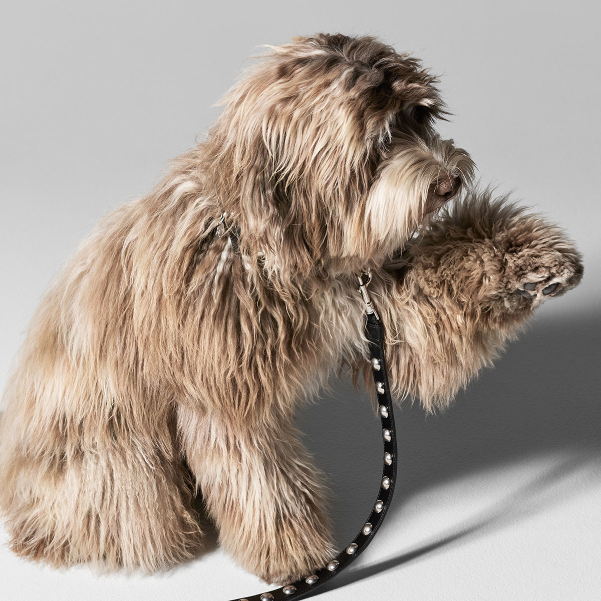 Hedi Slimane's new Celine dog range is inspired by his own pooch